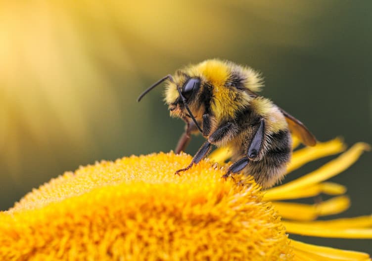 Link to Build a bee and bee challenge