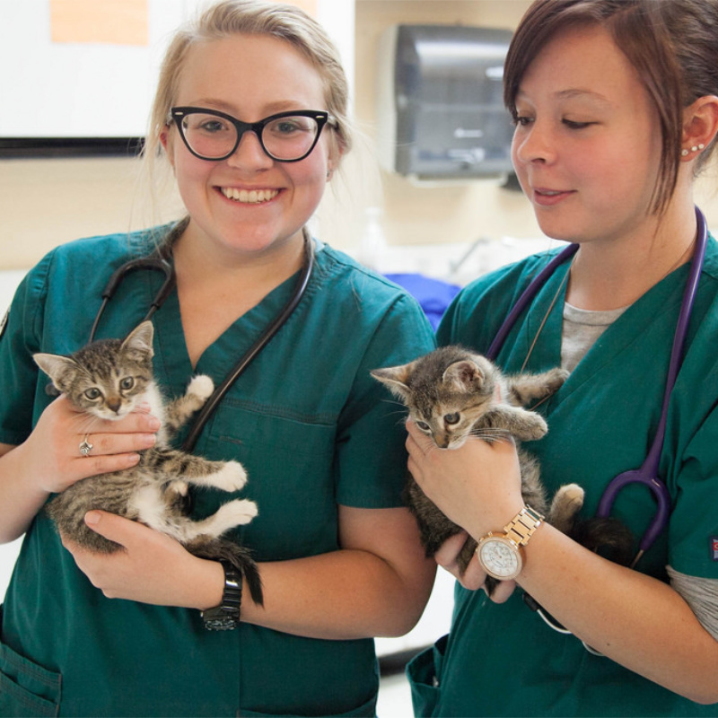 How to become a vet nurse
