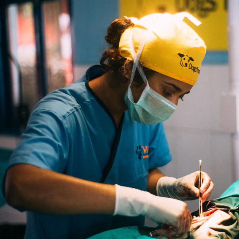 How to become a vet